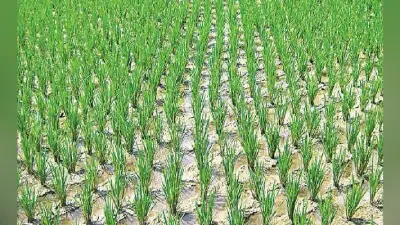 पलामू जिले में खाद्य सुरक्षा के लिए ‘श्री विधि’