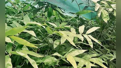पटना के गैंडा प्रजनन केंद्र में लगेगा बंबूसा, प्राकृतिक माहौल तैयार करेगा भागलपुर का ”बंबूसा”