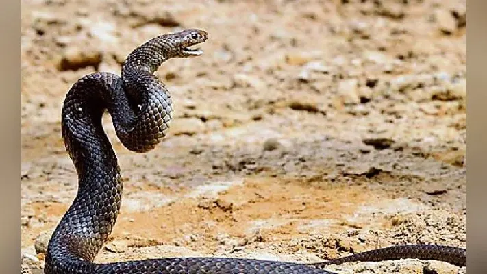 पटना : छोटे अस्पतालों में सांप के डंसने से बचाव की दवाएं नहीं