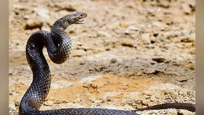 पटना : छोटे अस्पतालों में सांप के डंसने से बचाव की दवाएं नहीं