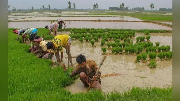 PMFBY में बदलाव कर सकती है सरकार, किसानों के लिए फसल बीमा को किया जायेगा स्वैच्छिक