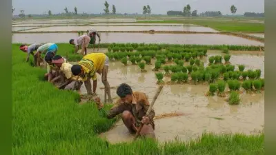 PMFBY में बदलाव कर सकती है सरकार, किसानों के लिए फसल बीमा को किया जायेगा स्वैच्छिक