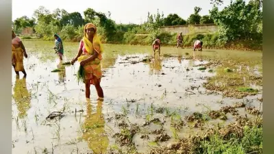 मौसम की मार : धान की रोपनी लक्ष्य से काफी पीछे, किसान हो रहे परेशान