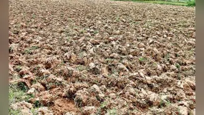 बारिश नहीं हुई, तो खेतों में ही सूख जायेगा बिचड़ा, नहीं हो पायेगी रोपनी