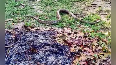 मरते दम तक सांप को दबोचे रहा कुत्ता, मालिक की बचायी जान, इधर वाल्मीकिनगर में घर में निकला अजगर, मची भगदड़
