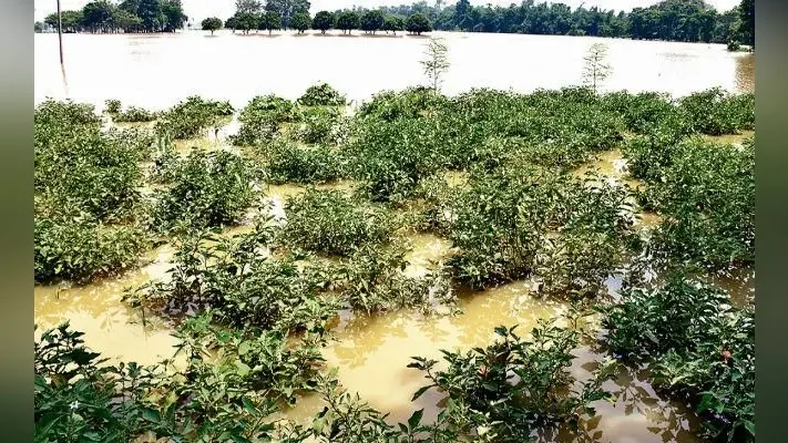 बिहार बाढ़: किसानों के अरमानों पर फिरा पानी, टूटी कमर, पानी में डूब गया बीज अब कैसे चुकायेंगे बटाई
