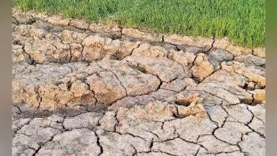 बिचड़े सूखने की स्थिति में, खेतों में पड़ी दरार