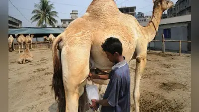 एक हफ्ते के अंदर बाजार में ऊंटनी का दूध लॉन्च करेगी अमूल, 200 मिली की मिलेगी बोतल