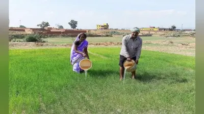 रामगढ़ : मौसम की बेरूखी से किसान परेशान, पानी के अभाव में झुलस रहे धान के बिचड़े