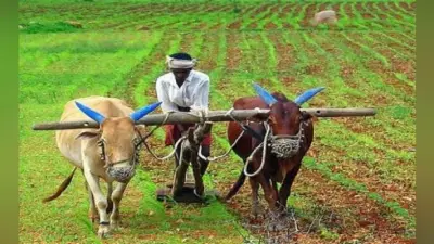 पटना : अभी करीब डेढ़ हजार पंचायतों में चल रहे हैं कृषि कार्यालय