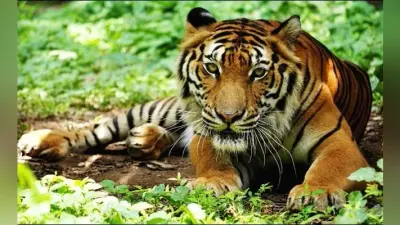 इंटरनेशनल टाइगर डे पर विशेष : ढूंढ़ने से भी नहीं मिल रहा है बेतला में बाघ