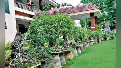 रांची : खुखरी में यूं ही पड़ा है करोड़ों का बोनसाई ट्री