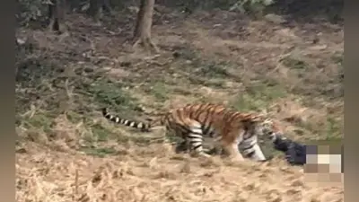 पश्चिम बंगाल : सुंदरवन में केकड़ा पकड़ रहे व्यक्ति को घसीटकर ले गया बाघ