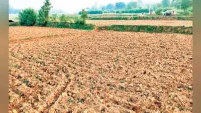 अल्पवर्षा से जमुआ में तीन-चार फीसदी ही धनरोपनी