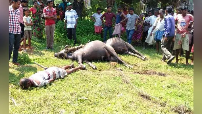 जामताड़ा : हल चलाते किसान पर गिरा 11 हजार वोल्ट का तार, दो बैलों सहित किसान की मौत
