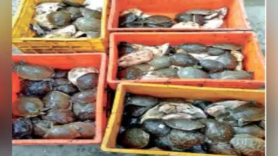 श्रीरामपुर स्टेशन से 208 कछुए जब्त, दो गिरफ्तार