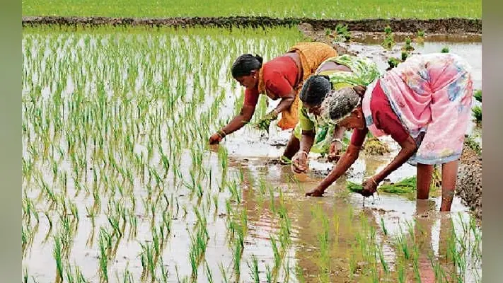 14 जिलों में बारिश या रोपा सामान्य से 60 फीसदी कम