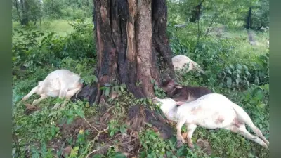 गोमिया : वज्रपात की चपेट में आने से ललपनिया निवासी शख्स की मौत, मवेशी भी मरे