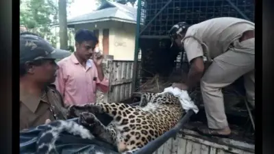 VIDEO : निगरानी के लिए वन विभाग ने तेंदुए के गले में डाला रेडियो कॉलर