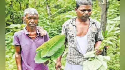 कच्चू साग खाकर दिन गुजार रहे बंद बागान के श्रमिक