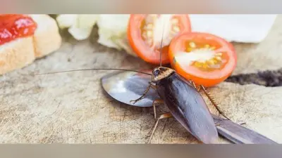 शताब्दी एक्सप्रेस ट्रेन के भोजन में मिला तिलचट्टा