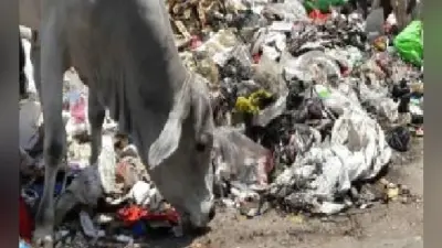 प्लास्टिक के कारण हो रही है पशुओं की मौत, सरकार गंभीर