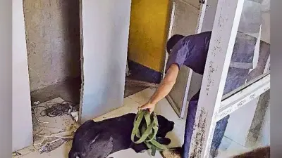 पश्चिमी चंपारण : 28.83 लाख कैश के साथ एटीएम उखाड़ ले गये लुटेरे