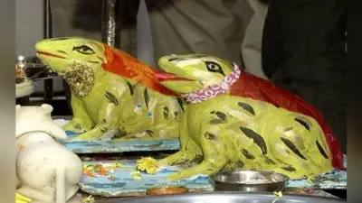 मेंढक-मेंढकी की शादी कर मांगी थी बारिश की मन्नत, अब परेशान होकर करा रहे तलाक