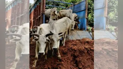 सिमडेगा : बानो के हुरदा में मवेशी लदा दो ट्रक जब्त, 67 मवेशी बरामद, 14 तस्कर गिरफ्तार
