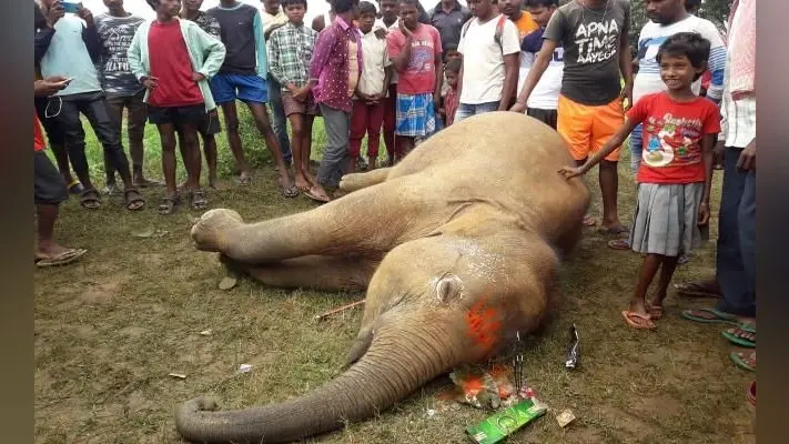 झारखंड में फिर एक हाथी की मौत, बेड़ो के हरिहरपुर जामडोली पंचायत में सड़क किनारे मिला शव