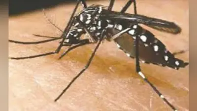 पांव पसारने लगा डेंगू, निजी क्लिनिकों में भर्ती हो रहे मरीज