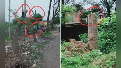 बिजली का नया तार लगाने के नाम पर संवेदक ने बिना अनुमति काट डाले एक दर्जन से भी ज्यादा पेड़