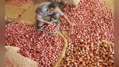 नीति आयोग के सदस्य ने कहा, नवंबर में खरीफ फसल आने के बाद घटने लगेगी प्याज की कीमत