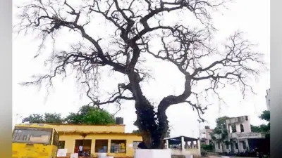 चंपारण सत्याग्रह का साक्षी नीम का पेड़ सूखने के कगार पर
