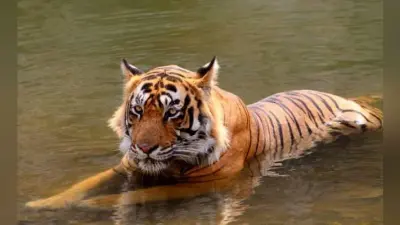 छह साल की सजा के बाद आजाद हुआ 10 साल का ‘शरारती” बंगाल टाइगर