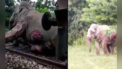 ट्रेन के धक्के से हाथी के बच्चे की मौत