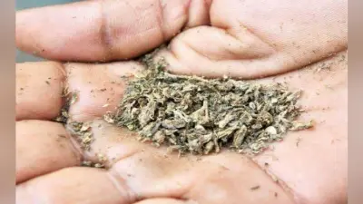 बाबूघाट के पास 30 किलो गांजा संग तीन गिरफ्तार