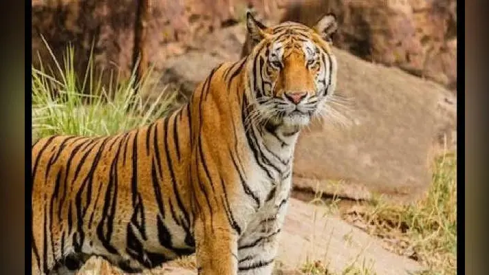 बंगाल से बाघ पहुंचा झारखंड, आतंक