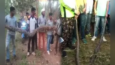 पाइप से आ रही थी अजीब सी आवाज, पास जाकर देखा तो मिले 18 फीट लंबे 6 अजगर