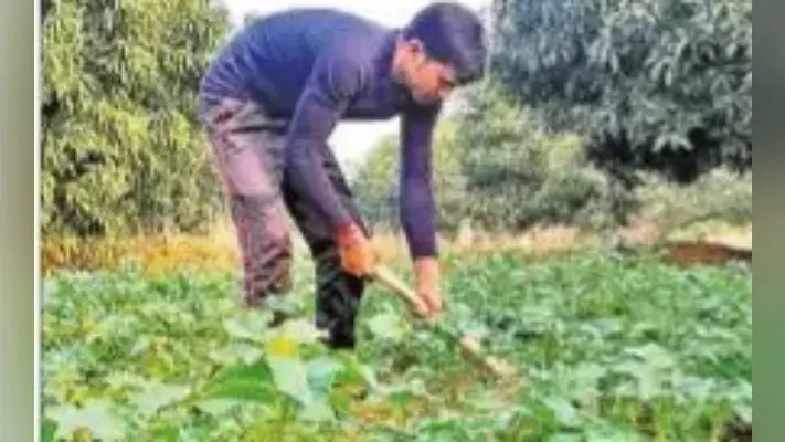 झारखंड में हो रही है शुगर फ्री आलू की खेती, डायबिटीज के मरीज जमकर खा सकेंगे
