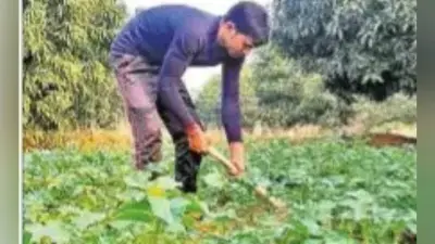 झारखंड में हो रही है शुगर फ्री आलू की खेती, डायबिटीज के मरीज जमकर खा सकेंगे