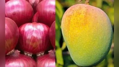 फसल वर्ष 2019-20 में प्याज का पैदावार 7 फीसदी बढ़ने का अनुमान, आम में आ सकती है गिरावट