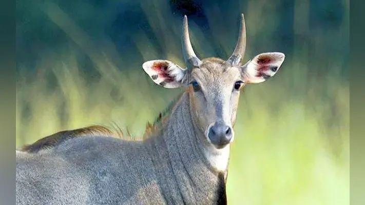 सीवान में नीलगाय ने हमला कर दो ग्रामीणों को मार डाला
