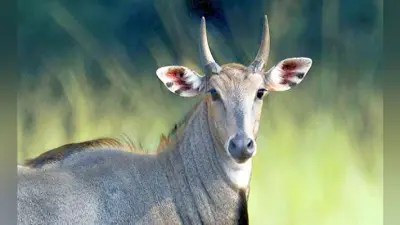 सीवान में नीलगाय ने हमला कर दो ग्रामीणों को मार डाला
