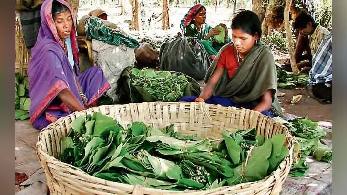 रांची : नहीं मिल रहे केंदू पत्ता के खरीदार, मजदूरों पर संकट