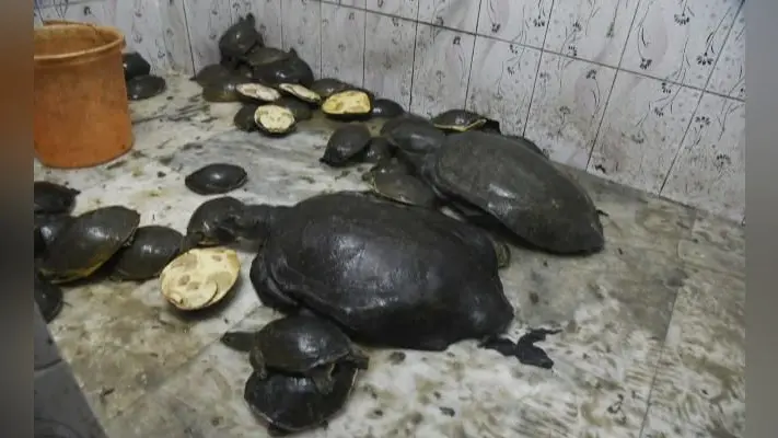 हावड़ा स्टेशन से 92 कछुआ के साथ तीन गिरफ्तार