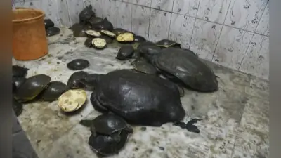 हावड़ा स्टेशन से 92 कछुआ के साथ तीन गिरफ्तार