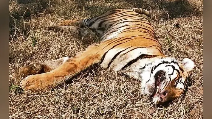 बेतला नेशनल पार्क : बाघिन को जंगली भैंसों ने घेर कर मार डाला, एक्सपर्ट बोले- कमजोर होने के कारण नहीं कर सकी सामना