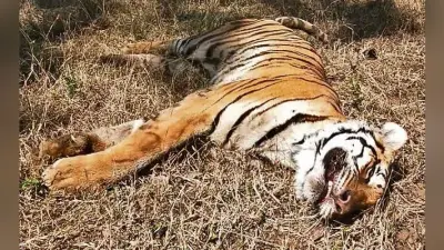 बेतला नेशनल पार्क : बाघिन को जंगली भैंसों ने घेर कर मार डाला, एक्सपर्ट बोले- कमजोर होने के कारण नहीं कर सकी सामना