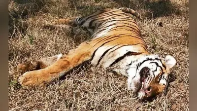 बेतला : मौत के बाद पोस्टमार्टम रिपोर्ट में खुलासा, सात दिन से भूखी थी बाघिन, पेट था खाली
